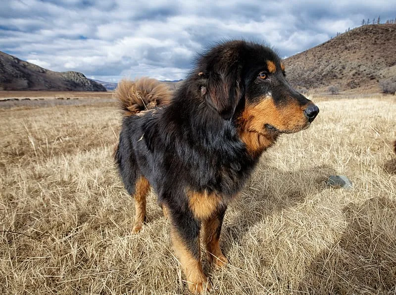 Bakharwal Dog